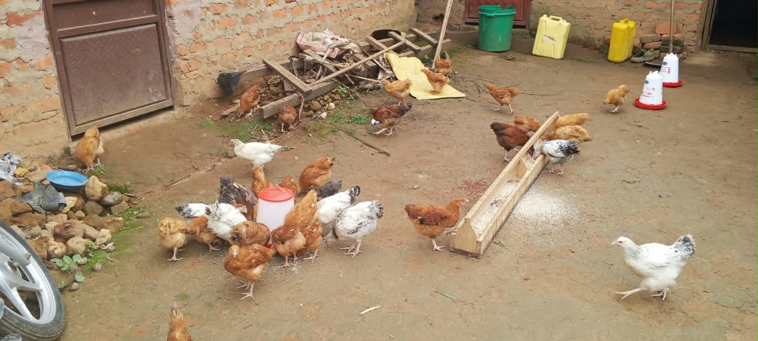Poultry project