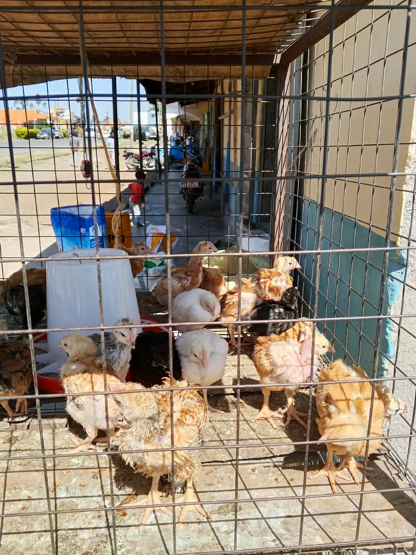 Poultry feeding